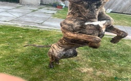 Presa Canario dogs for sale: 18 month old Presa canario  - Image 4