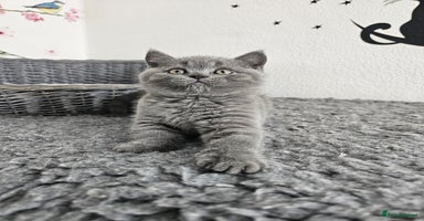 British Shorthair cats - Advert 6