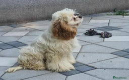 American Cocker Spaniel dogs for adoption: Ziggy - Image 2