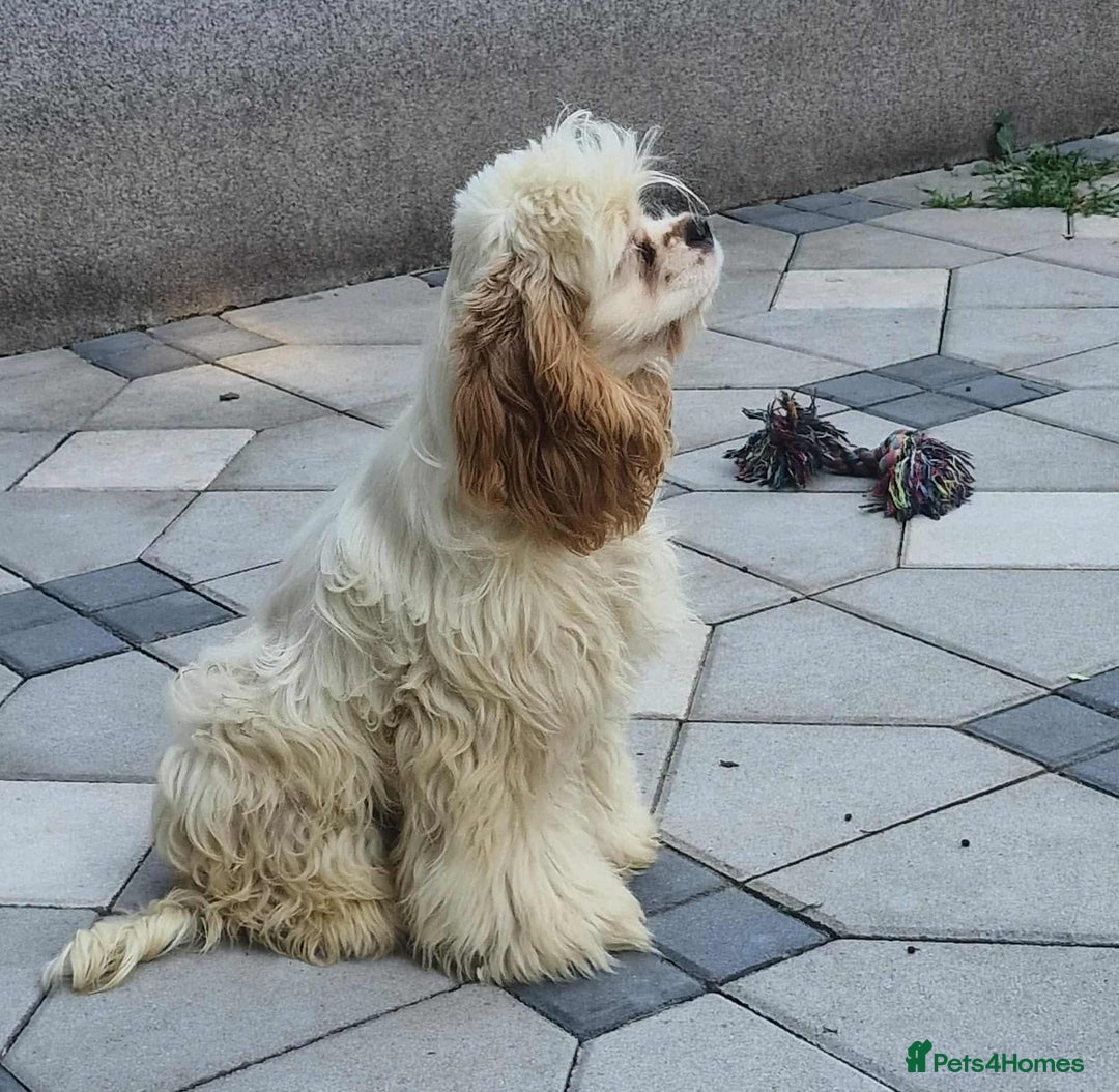American Cocker Spaniel dogs for adoption: Ziggy - Image 2