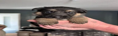 German Shepherd Puppy 8