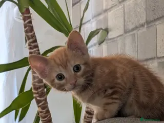 Mixed Breed cats 4 male - Advert 15