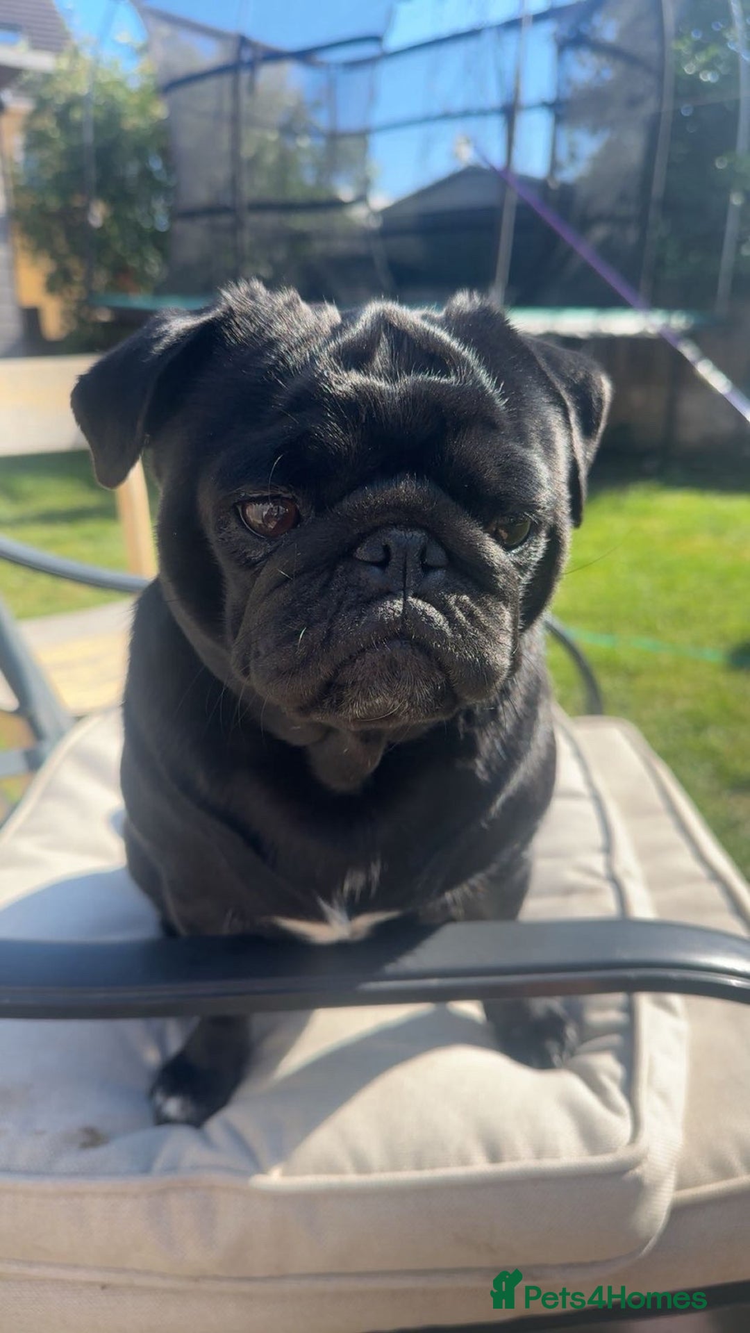 Pug dogs for sale: 2 male black pugs - Image 5