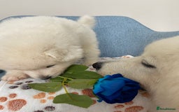 Samoyed dogs for sale: Beautiful Samoyed puppies  - Image 7