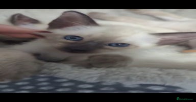 Siamese cats - Advert 13