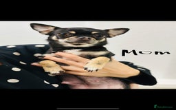 Chihuahua dogs for sale: Pure bred Chihuahua puppies - Image 33