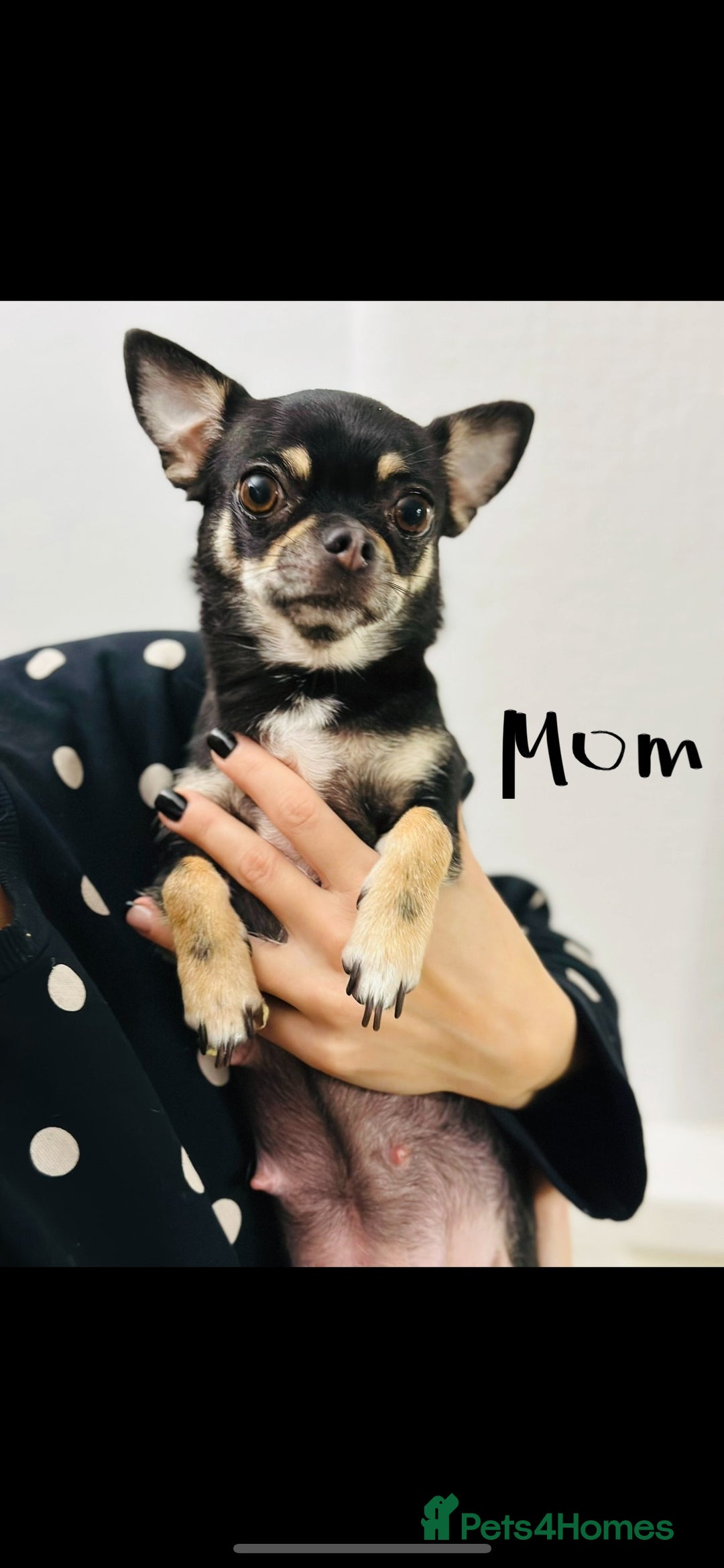 Chihuahua dogs for sale: Pure bred Chihuahua puppies - Image 33