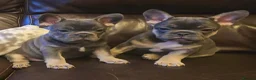 French Bulldog dogs for sale: Probably the best litter of Frenchies in the UK - Advert 22