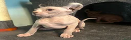 Sphynx cats for sale: Last unique split face girl with elf ears!💛 - Advert 13