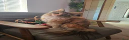 Maine Coon cats for sale: Maine coon kittens in Dundee - Advert 6