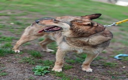 Mixed Breed dogs for adoption: 💙🐶 SIRKO 🐶💙 - Image 8