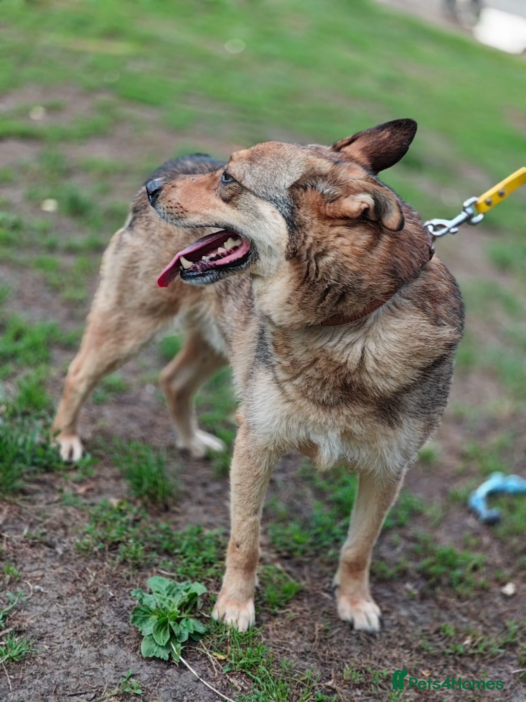 Mixed Breed dogs for adoption: 💙🐶 SIRKO 🐶💙 - Image 8