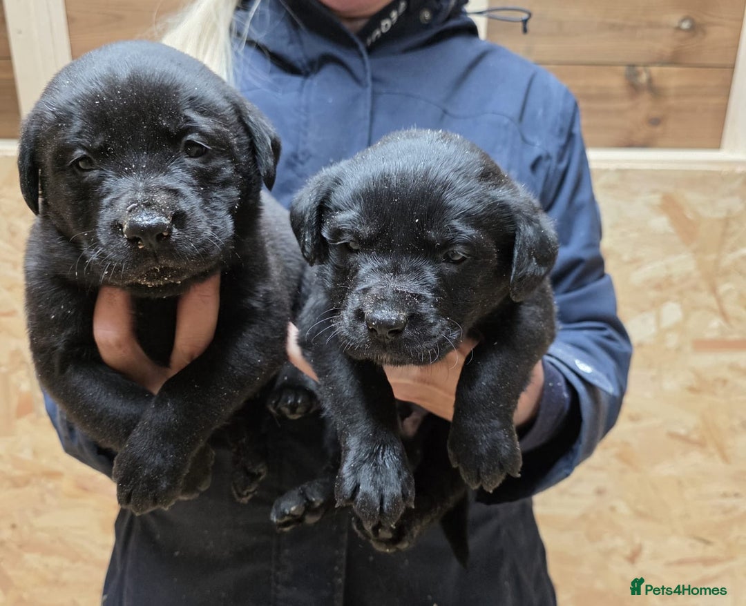 Labrador Retriever dogs for sale: Labrador Puppies black gold and chocolate  - Image 2