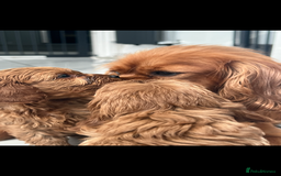 Cavapoo dogs for sale: Cavapoos  - Image 4
