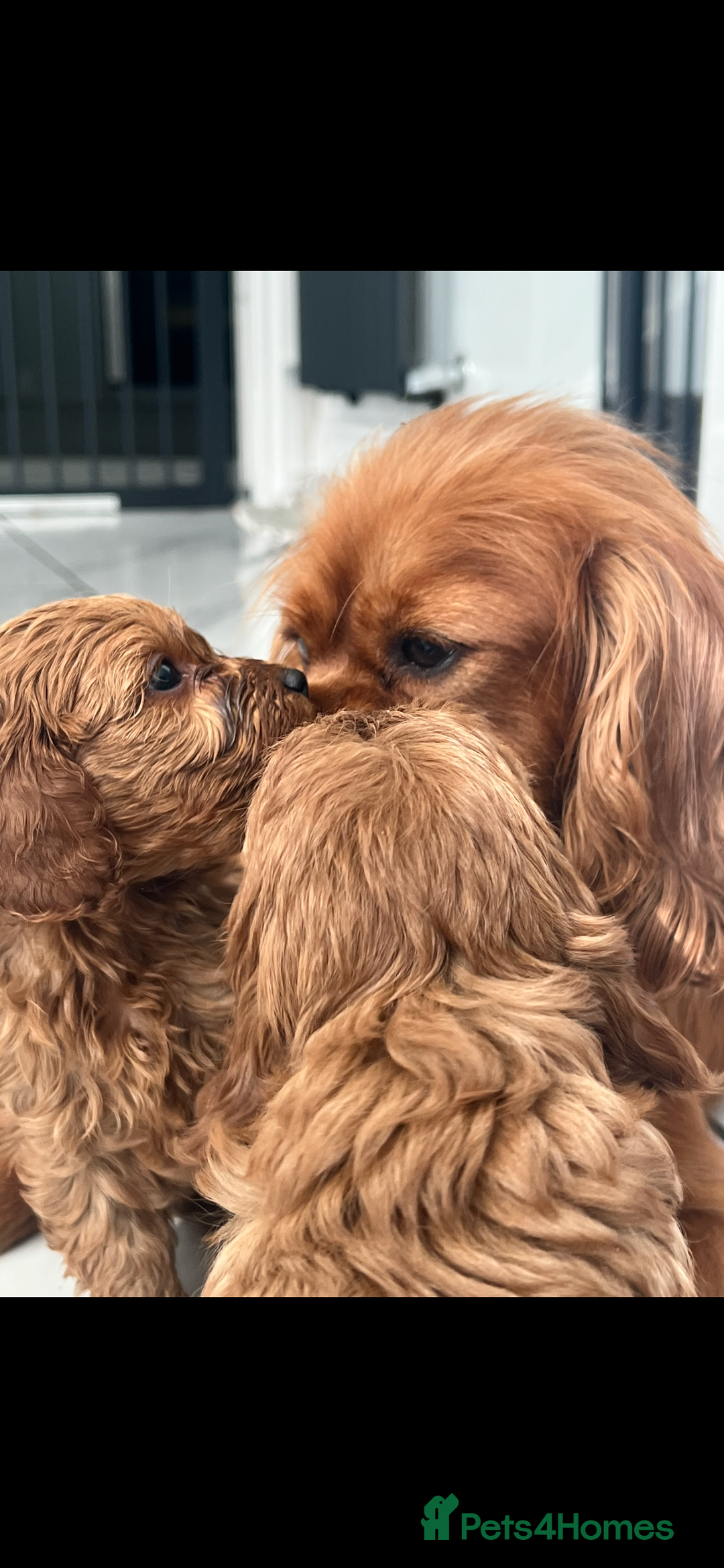 Cavapoo dogs for sale: Cavapoos  - Image 4