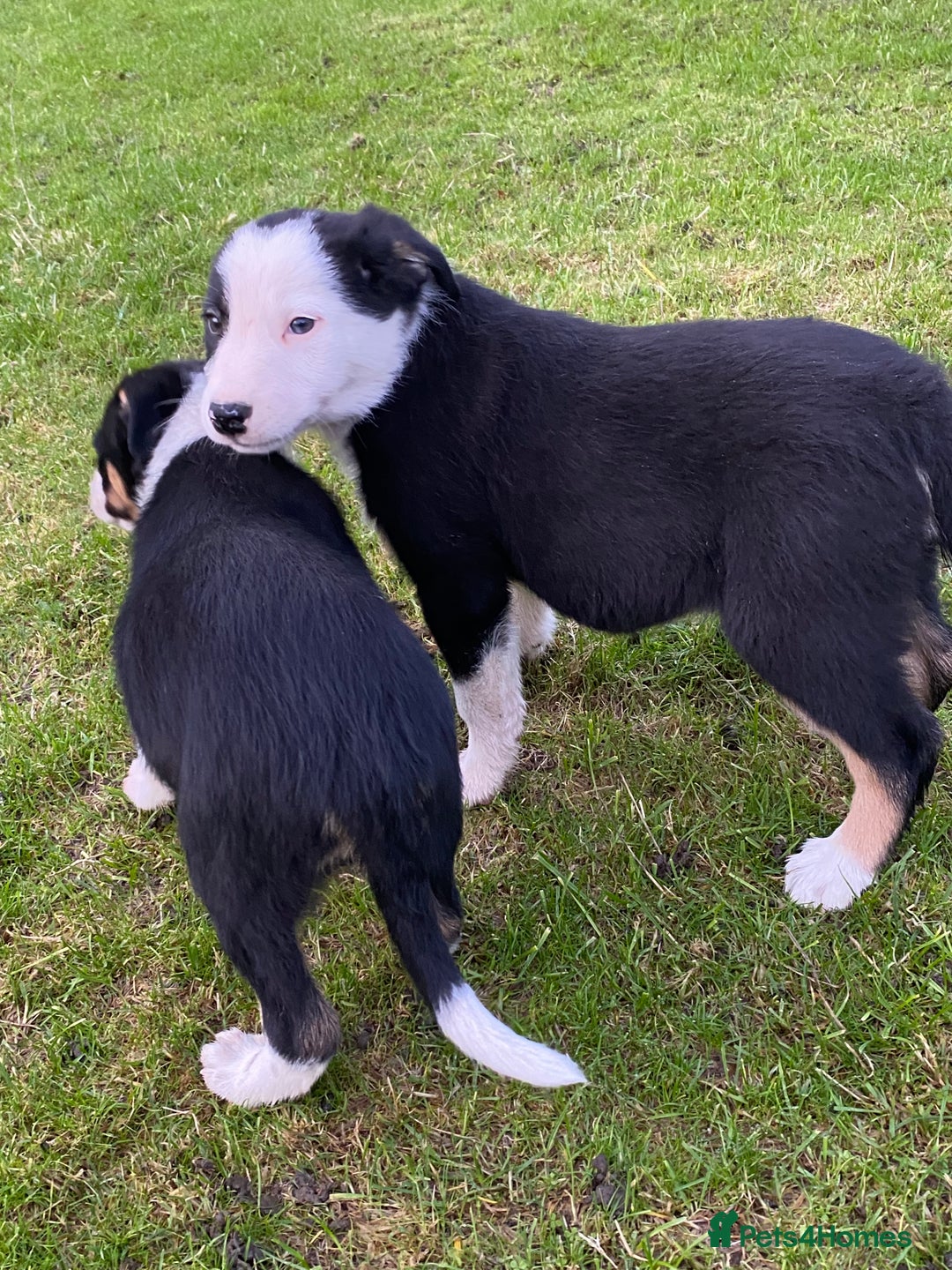 Border Collie dogs for sale: Border Collie Puppies For Sale - Advert 3