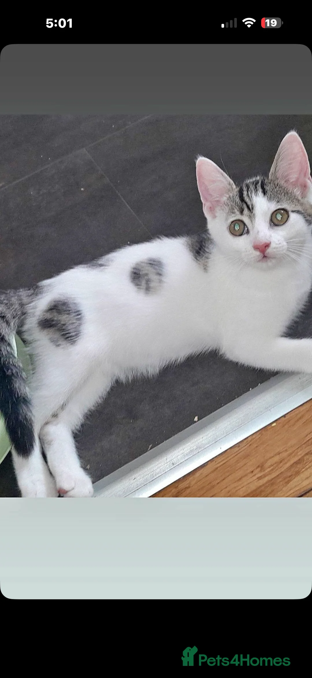 Mixed Breed cats for sale: Beautiful kittens for sale  - Advert 2