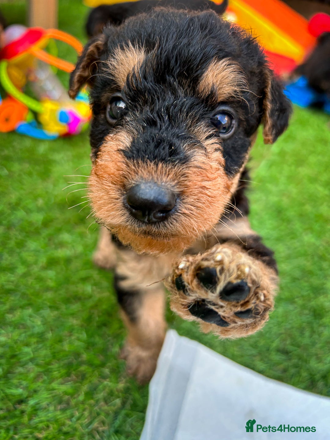 Airedale Terrier dogs for sale: ⭐️⭐️FAMILY REARED KC AIREDALE PUPS⭐️⭐️ - Image 3
