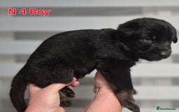 German Shepherd dogs for sale: German Shepherd puppies  - Advert 14