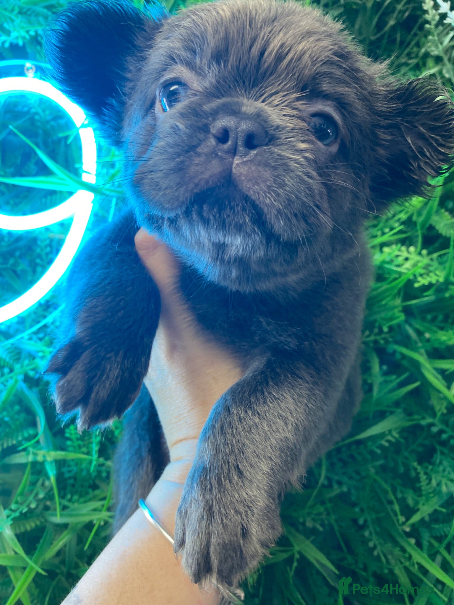 French Bulldog dogs 🐾 Ready now, Fluffy Frenchies 🐾  - Advert 13