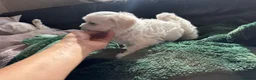 Maltese dogs for sale: >>PUREBRED BEAUTIFULLY MALTESE PUPPIES<< - Advert 25