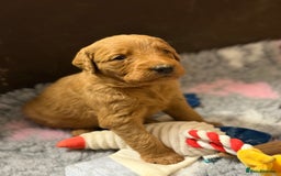 Labradoodle dogs for sale: 6 beautiful labradoodles - Advert 10