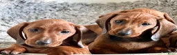 Dachshund dogs for sale: Beautiful standard dachshunds  - Advert 8