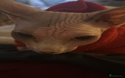 Sphynx cats for sale: Female Sphynx for Rehoming - Image 3