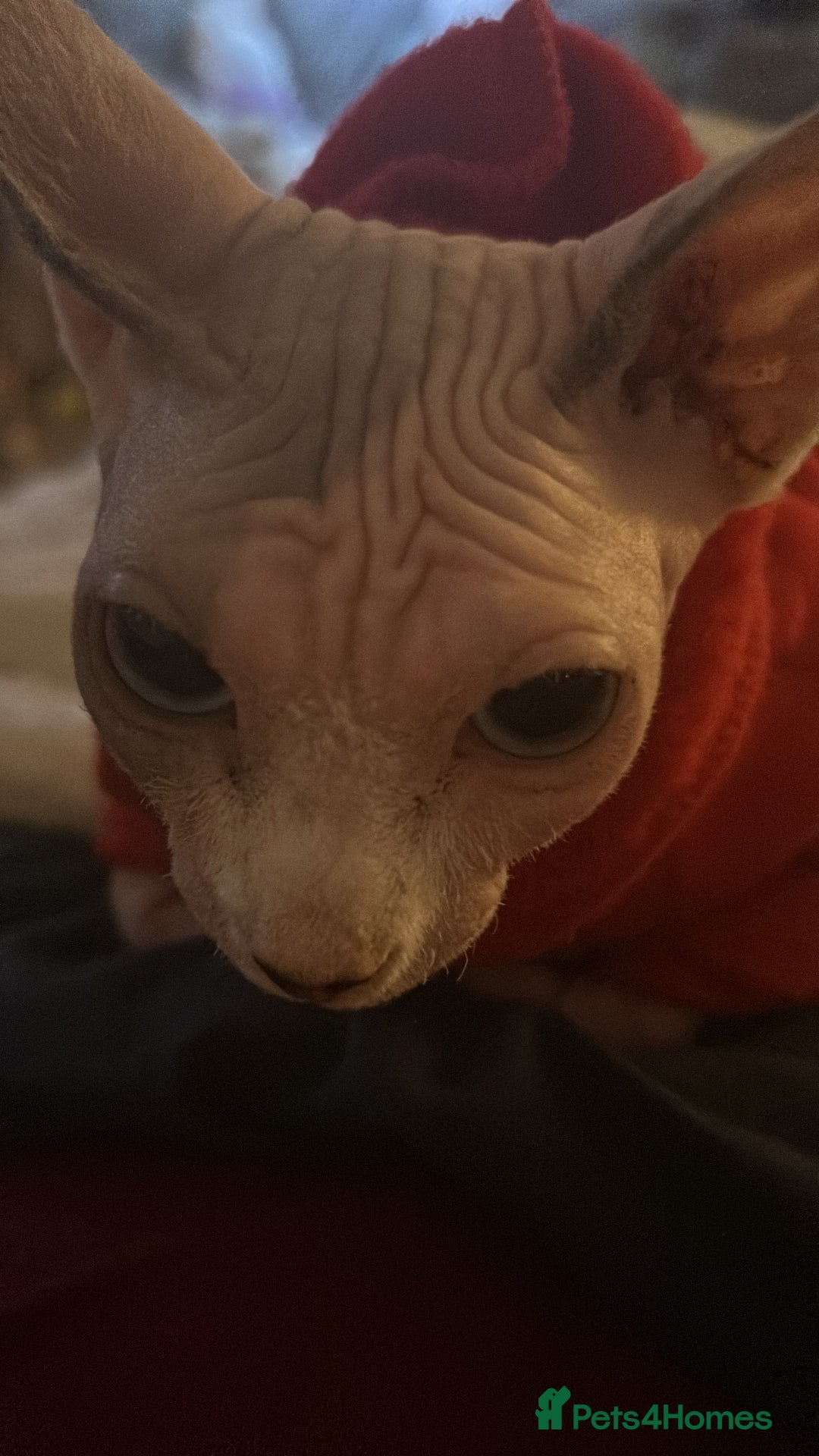 Sphynx cats for sale: Female Sphynx for Rehoming - Image 3