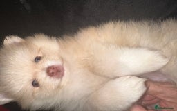 Pomeranian dogs for sale: Blue eye boy and Tiny golden girl poms ready now  - Image 10