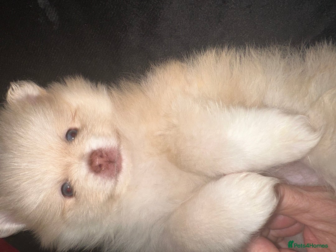 Pomeranian dogs for sale: Blue eye boy and Tiny golden girl poms ready now  - Image 10