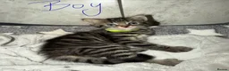 Mixed Breed cats for sale: Fluffy kittens  in Southampton - Advert 7