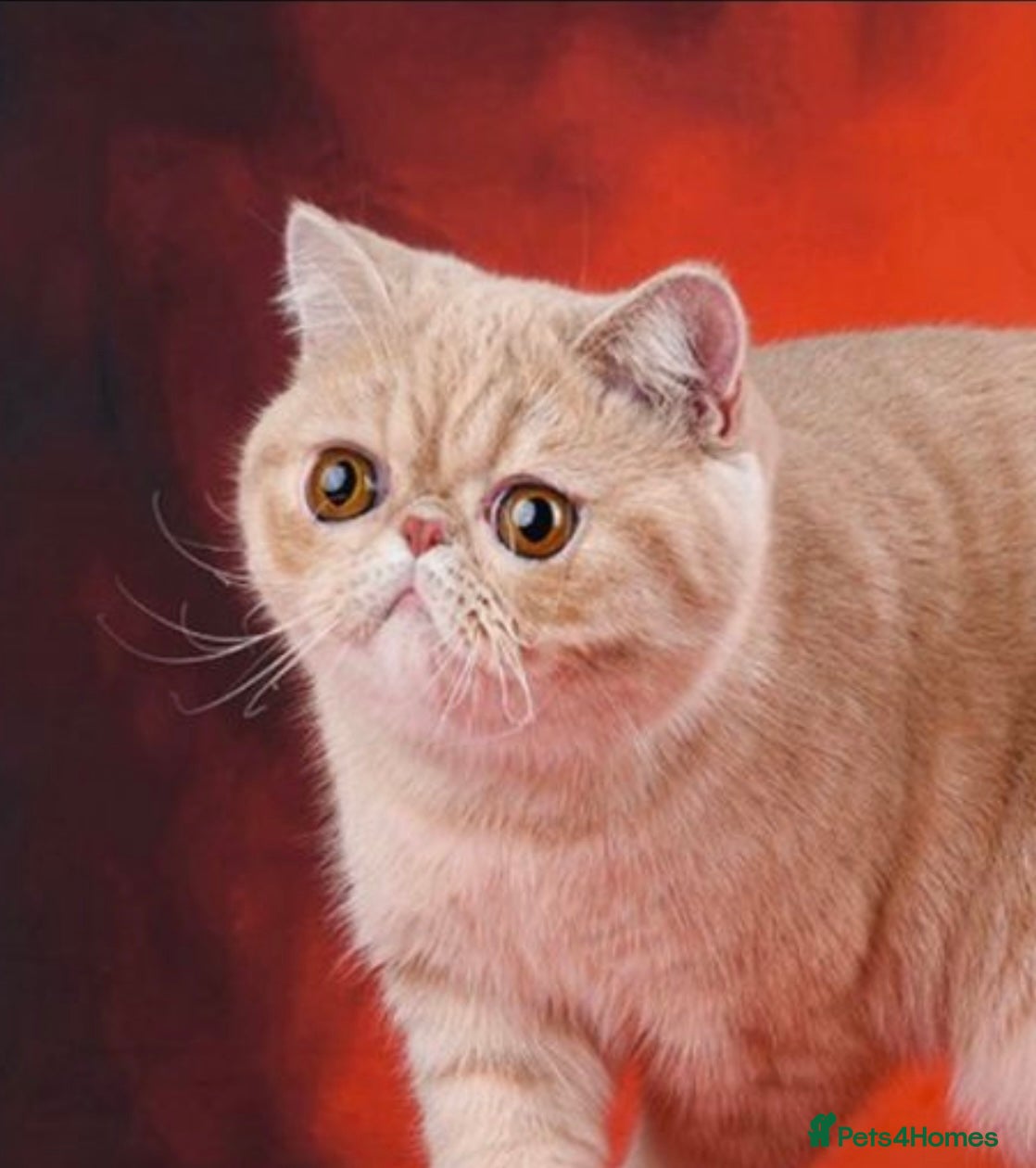 Exotic cats Beautiful pedigree girls, ready for Rehoming - Advert 10