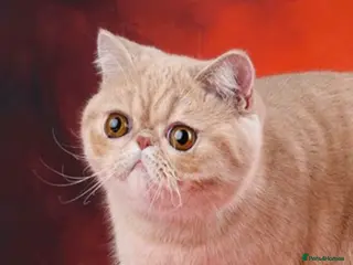 Exotic cats Beautiful pedigree girls, ready for Rehoming - Advert 10