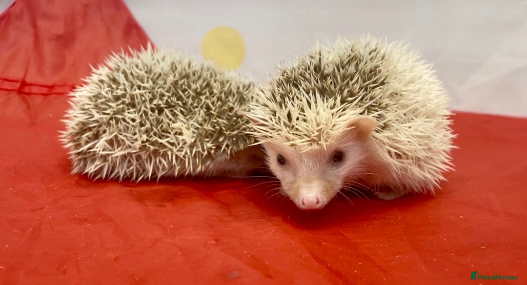 Pygmy Hedgehog rodents for sale: Beautiful Pinto African Pygmy Hedgehog Babies  - Image 2