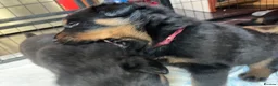 Mixed Breed dogs for sale: Rottweiler x Rottweiler x Akita  - Advert 5