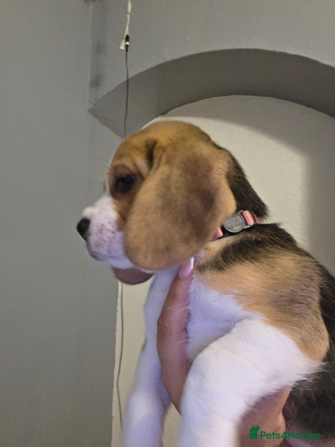 Beagle dogs for sale: Beautiful tri-colored puppies  - Advert 12