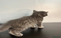 Mixed Breed cats for sale: Beautiful mixed bengal kittens  - Image 6
