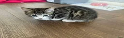 Bengal cats for sale: Beautiful male Bengal kitten  in Sidcup - Advert 3