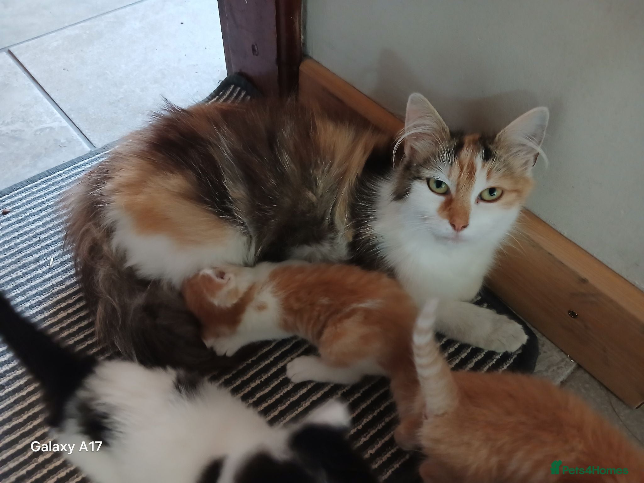 Mixed Breed cats Ginger tabby kittens - Advert 3