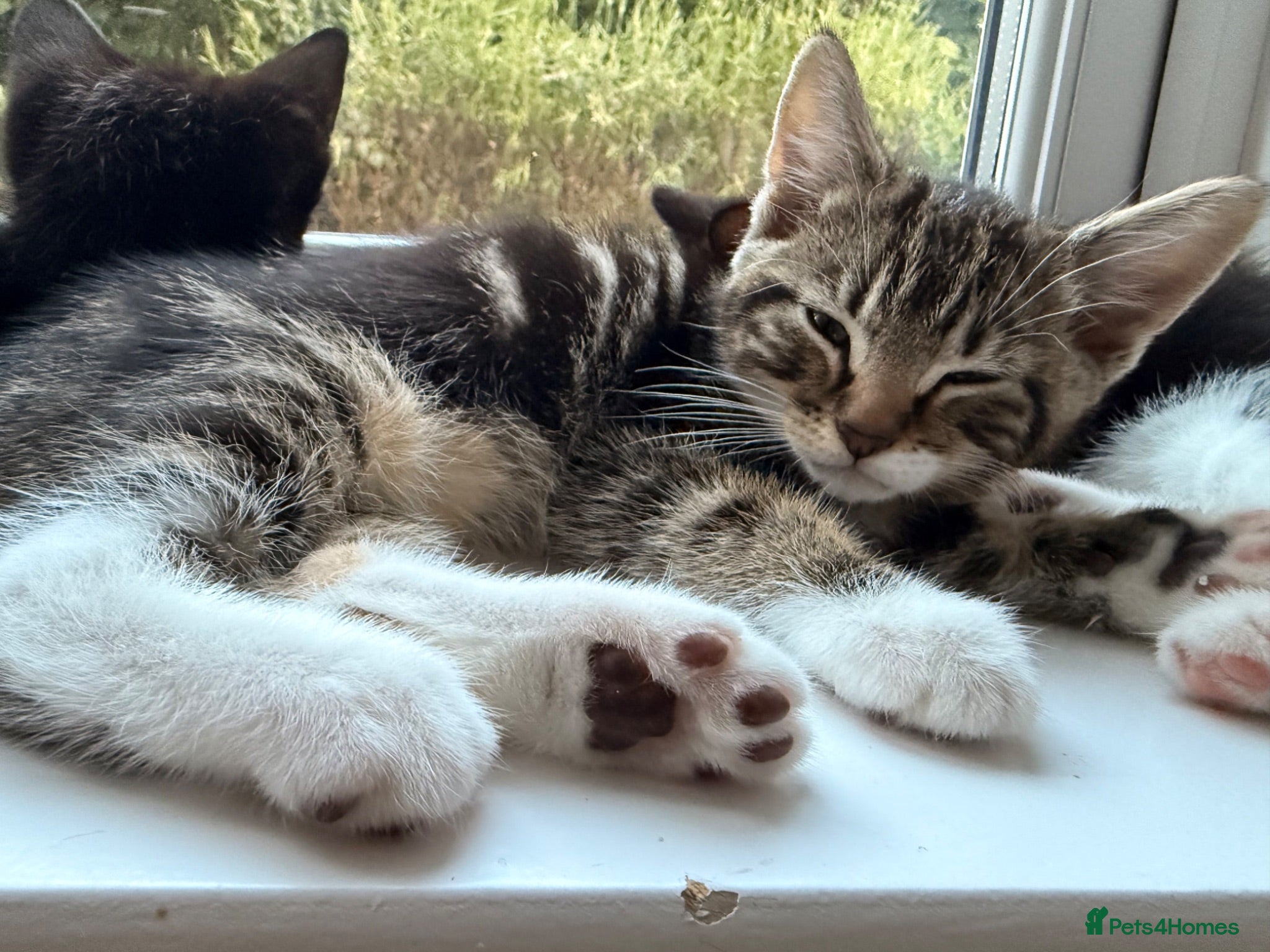 Mixed Breed cats 3 lovely kittens litter trained and on dry food - Advert 23