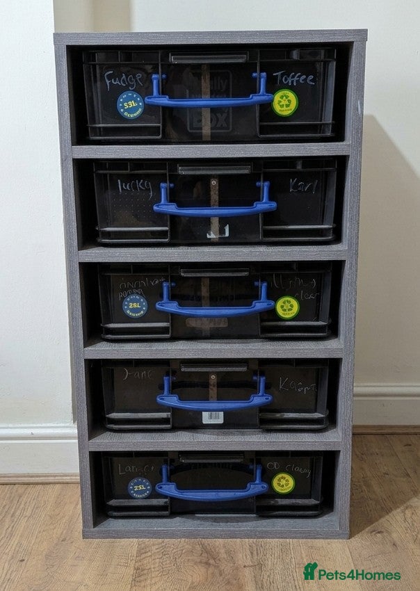 Python Snake reptiles Rack system with royals  - Advert 1