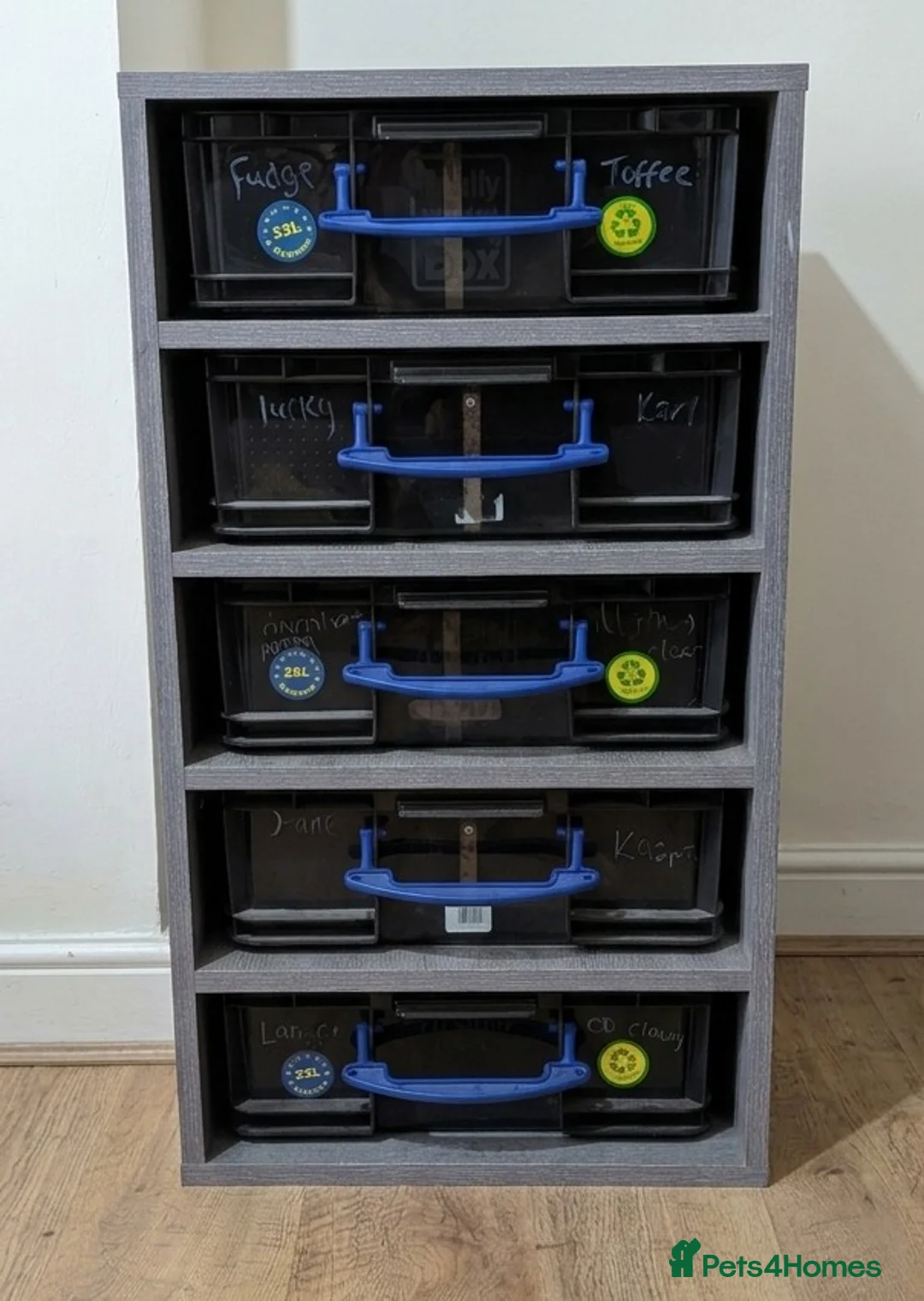 Python Snake reptiles for sale: Rack system with royals  - Advert 1