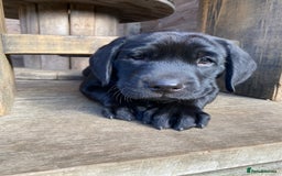Labrador Retriever dogs for sale: Stunning Labrador Puppies - Image 38