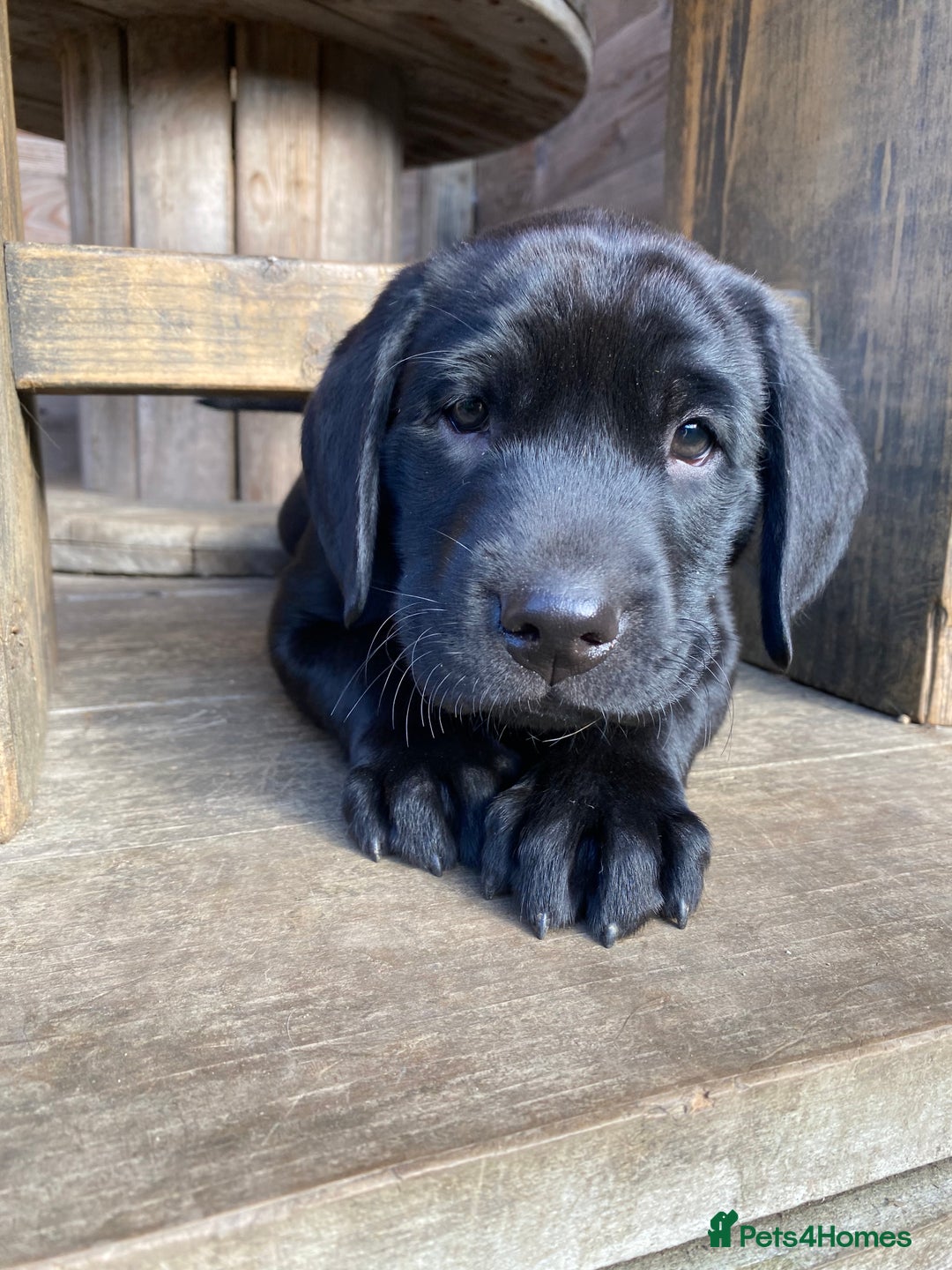 Labrador Retriever dogs for sale: Stunning Labrador Puppies - Image 38