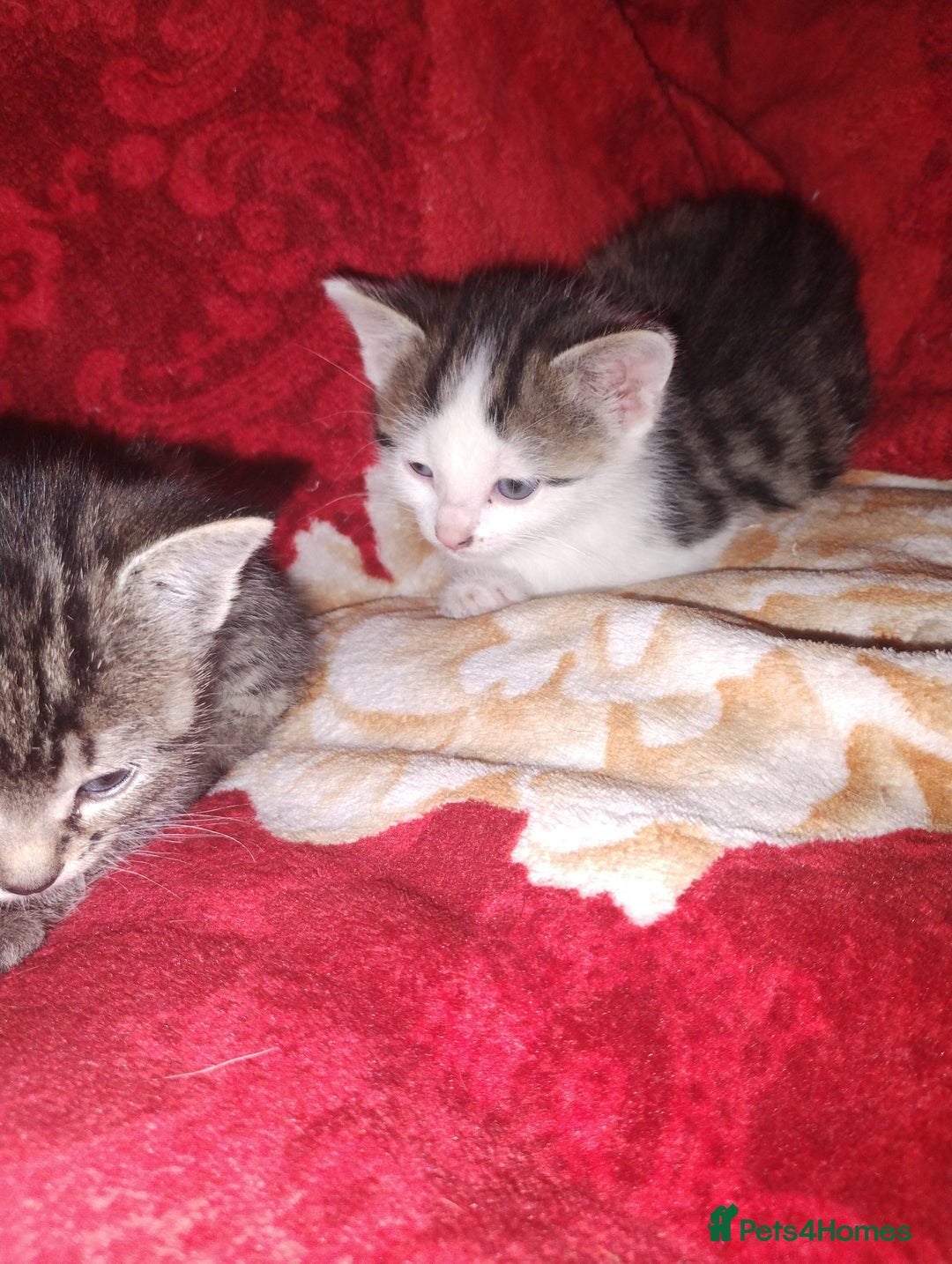 Mixed Breed cats for sale: Kittens are looking for homes  - Advert 6