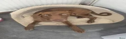 Mixed Breed dogs for sale: Brownie  - Advert 1