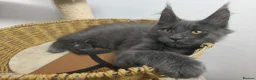 Maine Coon cats for sale: Beautiful Pedigree  Maine Coon Kittens born 23.03 - Advert 6