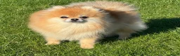 Pomeranian dogs for sale: Orange sable teddy bear type Pomeranians  - Advert 2