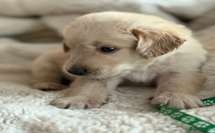 Golden Retriever dogs - Advert 4